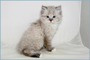 Male Siberian Kitten from Deedlebug Siberians